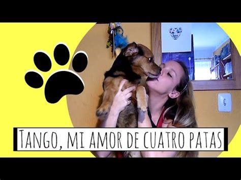 se xo con perros|Qué pasa si tienes relaciones con un perro: consecuencias y .